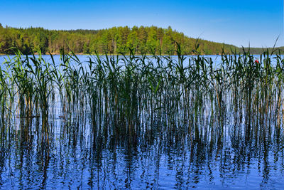 Scenic view of lake against clear blue sky