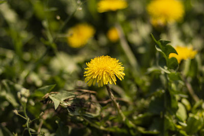 Close-up of yellow flowering plant