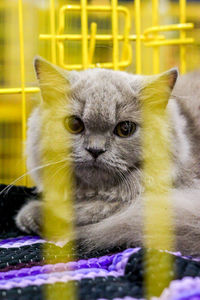 Close-up portrait of a cat