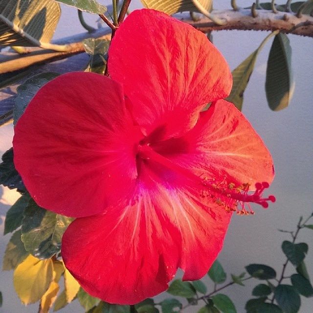 flower, petal, flower head, freshness, fragility, growth, beauty in nature, close-up, red, blooming, hibiscus, single flower, pollen, stamen, nature, plant, focus on foreground, in bloom, blossom, day