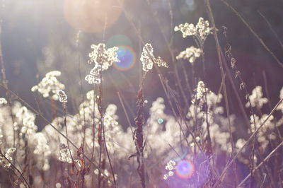 Close-up of flowering plants on field