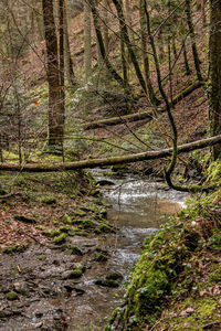 Trees growing in forest