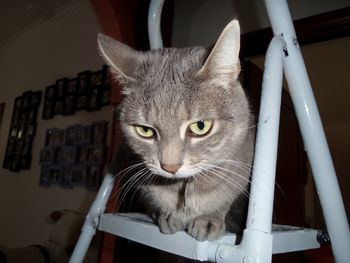 Close-up portrait of cat