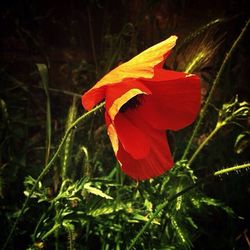 Close-up of red flower blooming in field