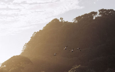 Flock of birds on mountain against sky