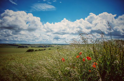 Scenic view of flowering plants on land against sky