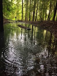 Reflection of trees in lake