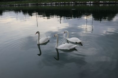 Swans swimming in lake