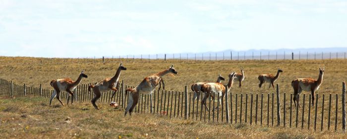 Horses standing on field against sky