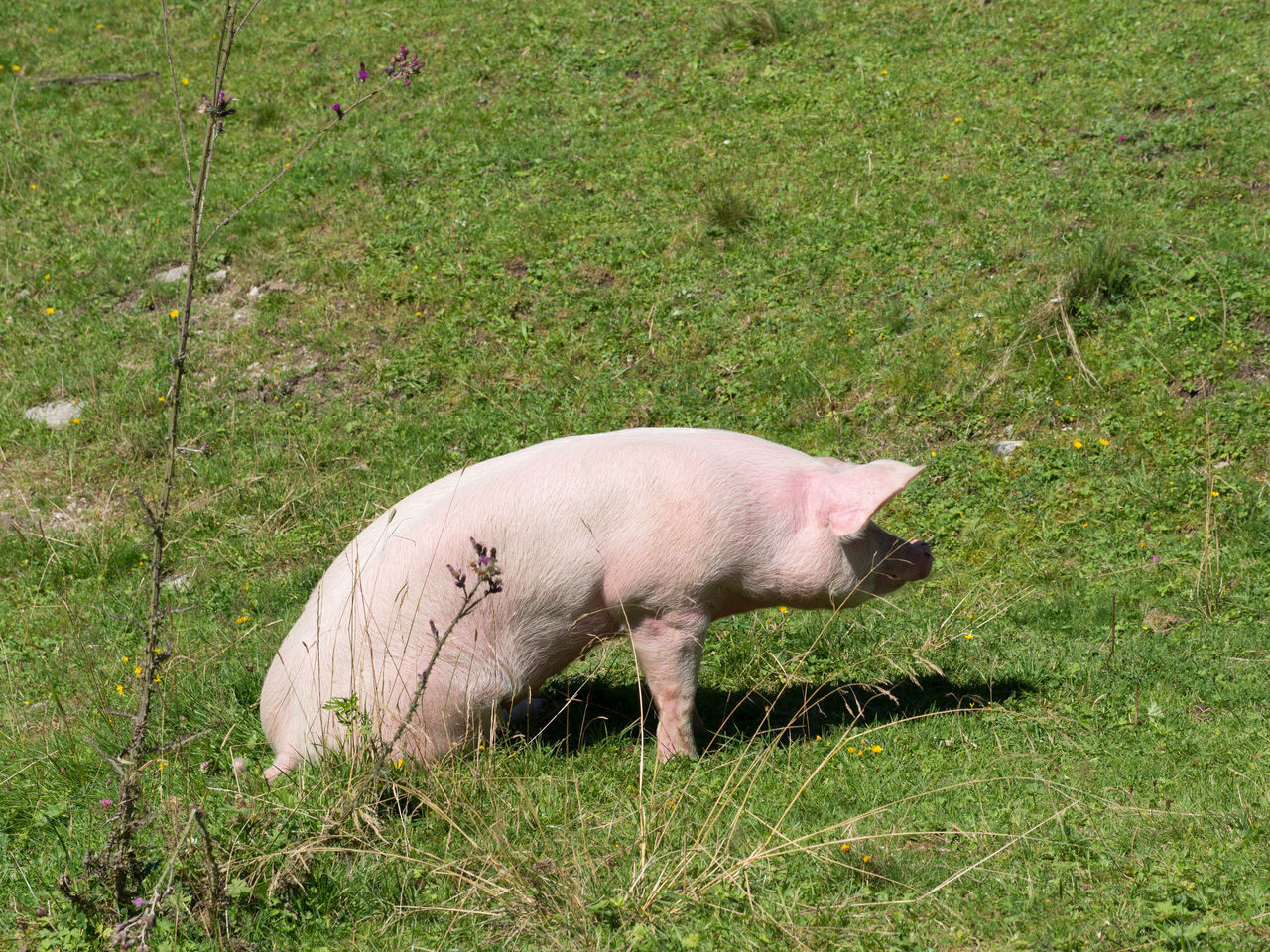 SIDE VIEW OF A SHEEP ON GRASS