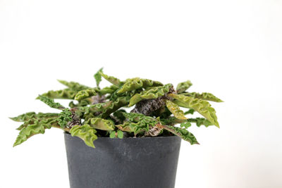 Close-up of plant against white background