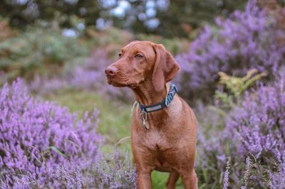 Dog looking away in field