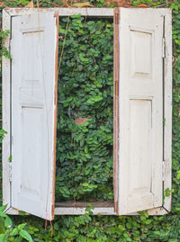 Ivy on white door of house