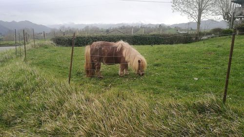 Horse grazing in field