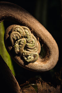 Close-up of rusty metal