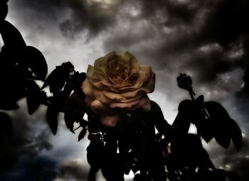 Close-up of rose against sky