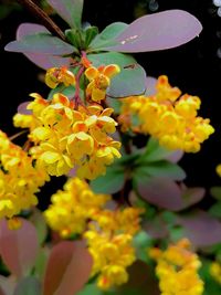 Close-up of yellow flowering plant in park