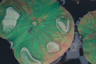 High angle view of leaves floating on water