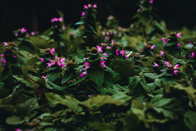 Close-up of pink flowering plant