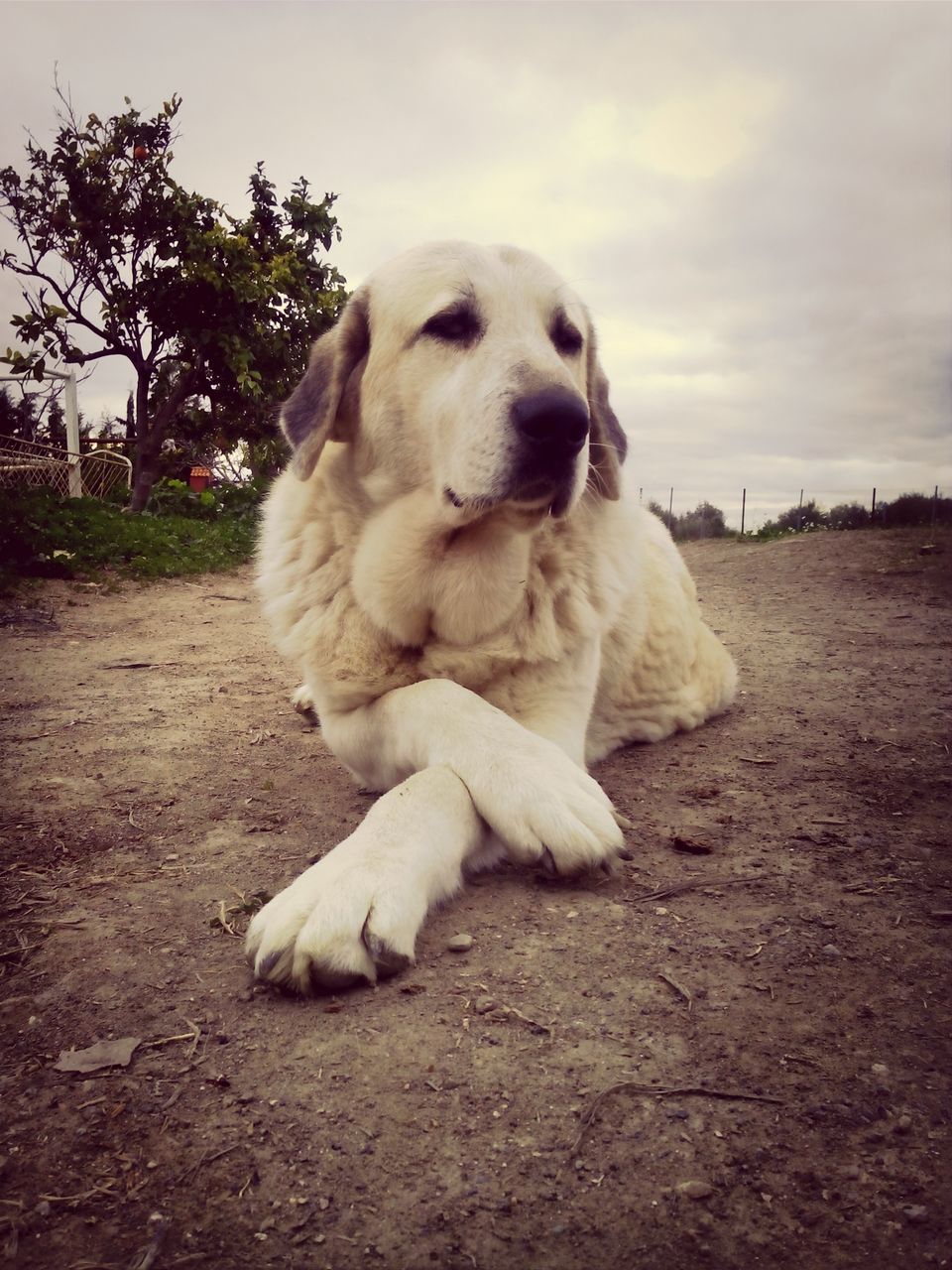 dog, pets, animal themes, one animal, domestic animals, mammal, sitting, relaxation, sky, looking away, full length, zoology, outdoors, lying down, day, no people, pet collar, relaxing, close-up, field