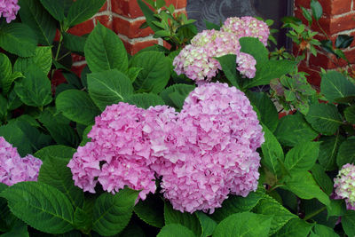 Close-up of pink flowering plants