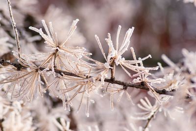 Close-up of frozen plant