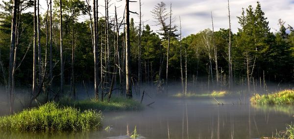 Reflection of trees in lake