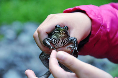 Close-up of hand holding small