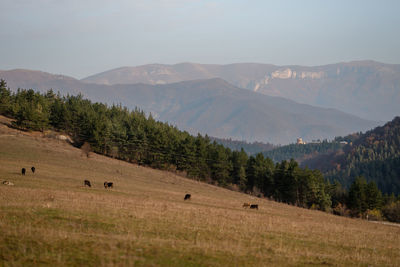 Scenic view of landscape against sky