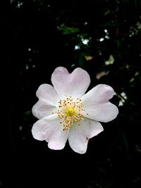 Close-up of flower blooming against black background