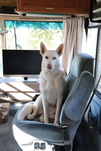 Portrait of dog sitting on chair