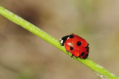Close-up of ladybug on plant