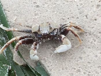 Close-up of crab on shore