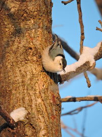 Low angle view of squirrel perching on tree against sky