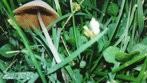 Close-up of mushrooms growing on field