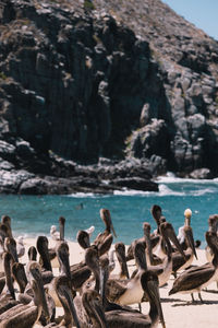 Crowded pelican beach