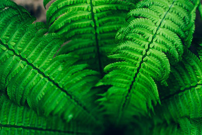 Close-up of fern leaves