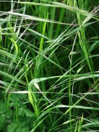 Full frame shot of bamboo plants on field