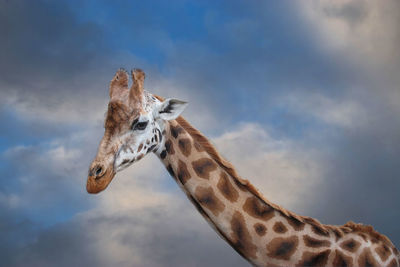 Low angle view of giraffe against sky