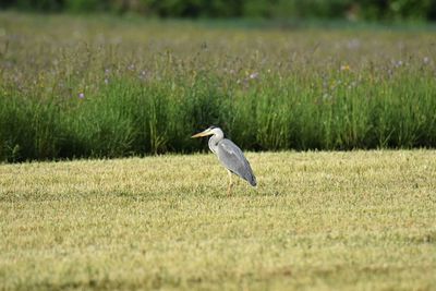 View of a gray heron on field