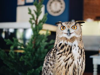 Close-up portrait of owl