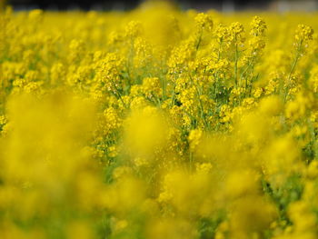 Scenic view of oilseed rape field