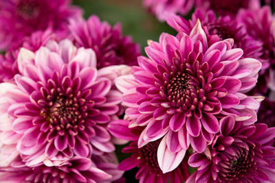 Close-up of pink dahlia flowers