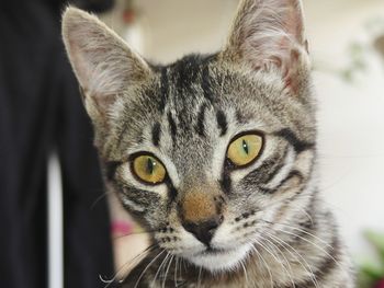 Close-up portrait of a cat