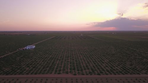 Scenic view of agricultural field against sky during sunset