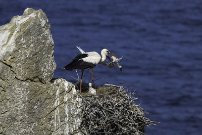 Stork  perching on nest