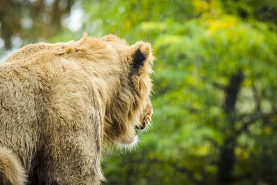 Side view of a cat looking away