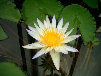 Close-up of lotus water lily in pond