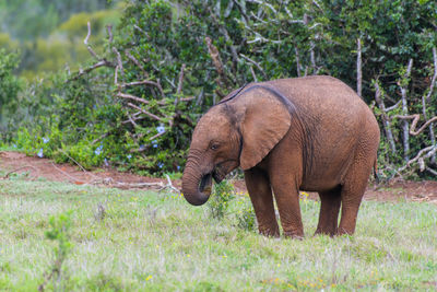 Elephant in a forest