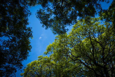Low angle view of trees against sky